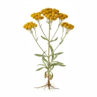 უკვდავა (Helichrysum arenarium) ყვითელი ყვავილებით