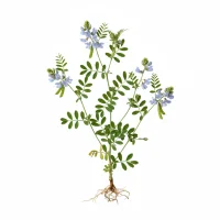 უცხო სუნელის მცენარე, Trigonella caerulea, ლურჯი სამყურა, ქართული სანელებელი