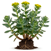 ვარდისფერი როდიოლა (Rhodiola rosea)