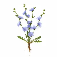 სურათზე გამოსახულია მცენარე ვარდკაჭაჭა