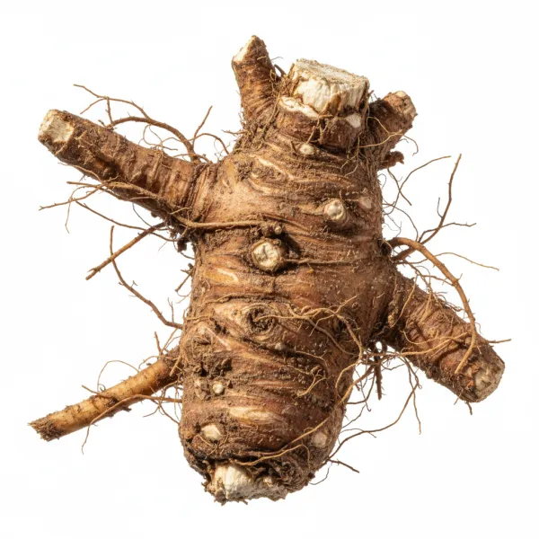 ვარდკაჭაჭას ფესვი