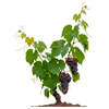 ვაზი (Vitis vinifera)