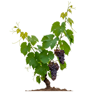 ვაზი (Vitis vinifera)