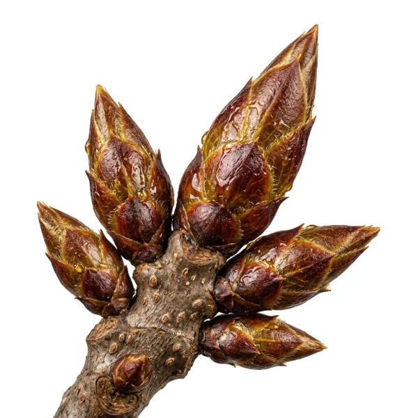 ვერხვის კვირტი