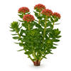 წითელი ჯაგრისი (Rhodiola quadrifida)