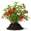 წითელი მოცვი (Vaccinium vitis-idaea)