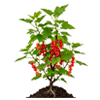 წითელი მოცხარი (Ribes rubrum)