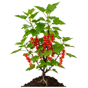 წითელი მოცხარი (Ribes rubrum)