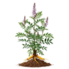 ძირტკბილა (Glycyrrhiza glabra)