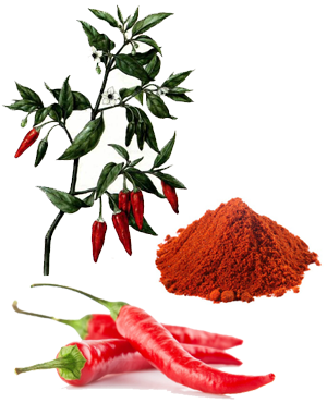 წითელი წიწაკა