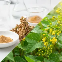 რუტინი-ის ბუნებრივი წყარო და ლაბორატორიული კვლევა